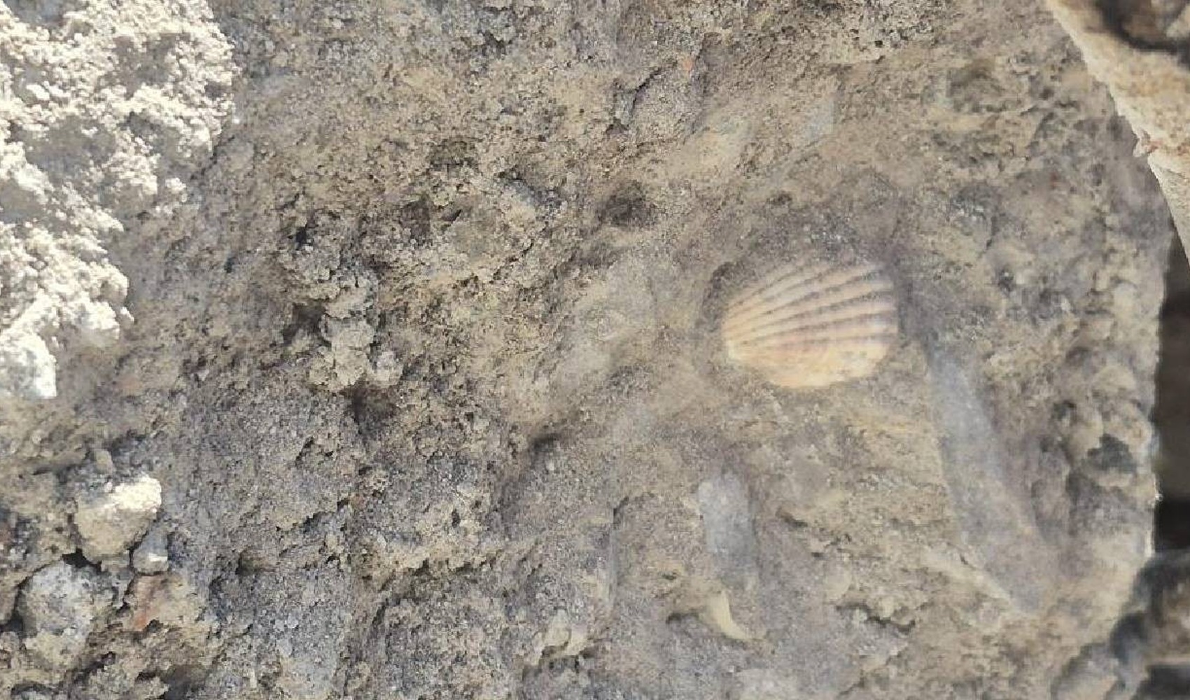 Shocking discovery in the concrete of the collapsed building in Maltepe