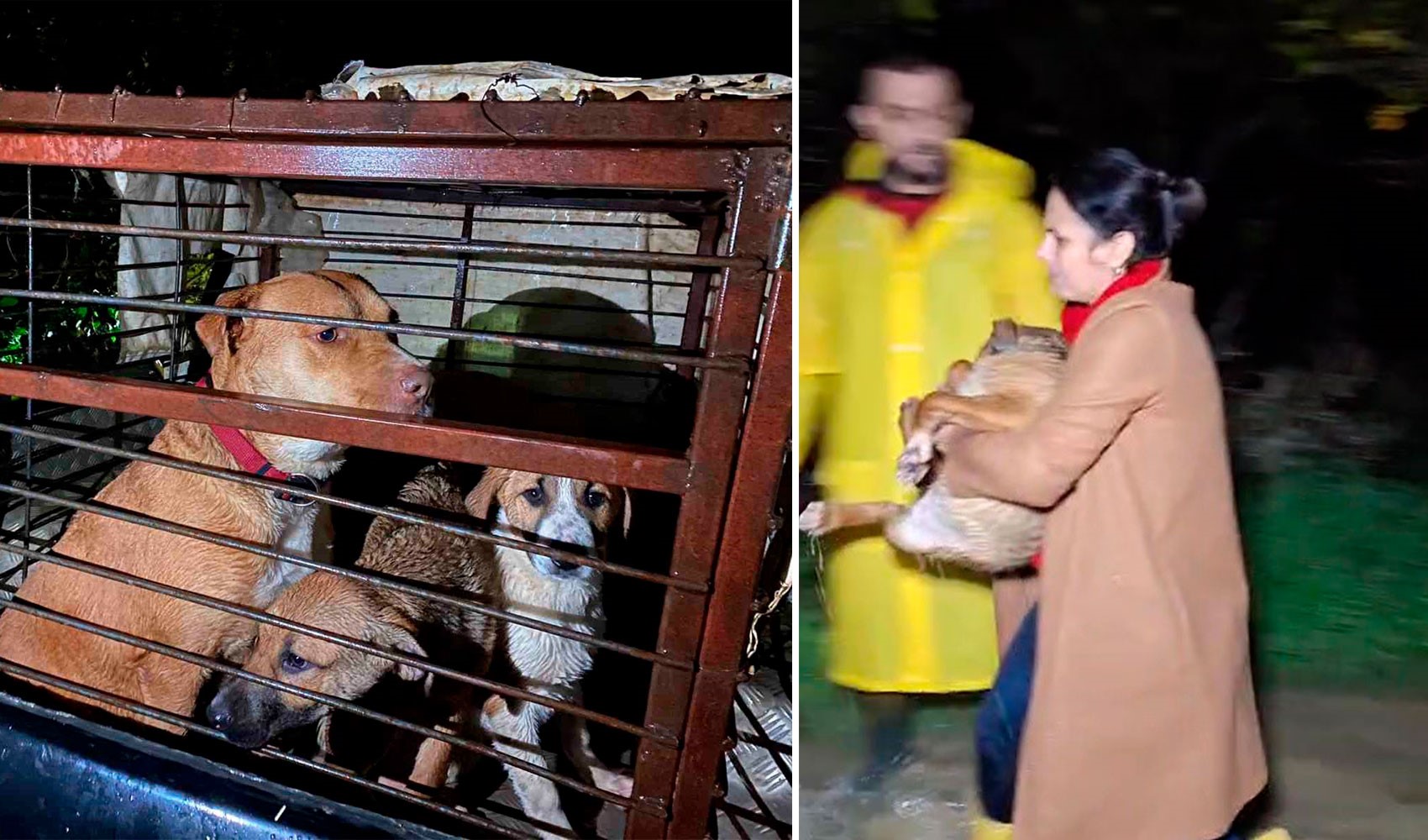 Kafeste köpekler ve bir kişinin kucağında köpekle görüldüğü barınak/toplama sürecine ilişkin görüntü.