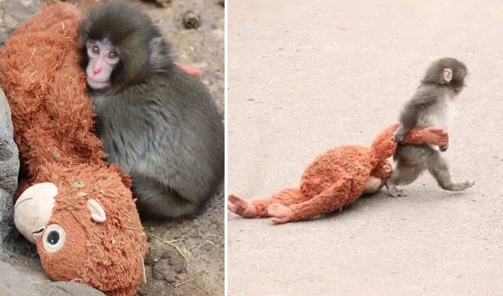 Terk edilen bebek maymun Punch'ın hikayesini bakıcısı anlattı