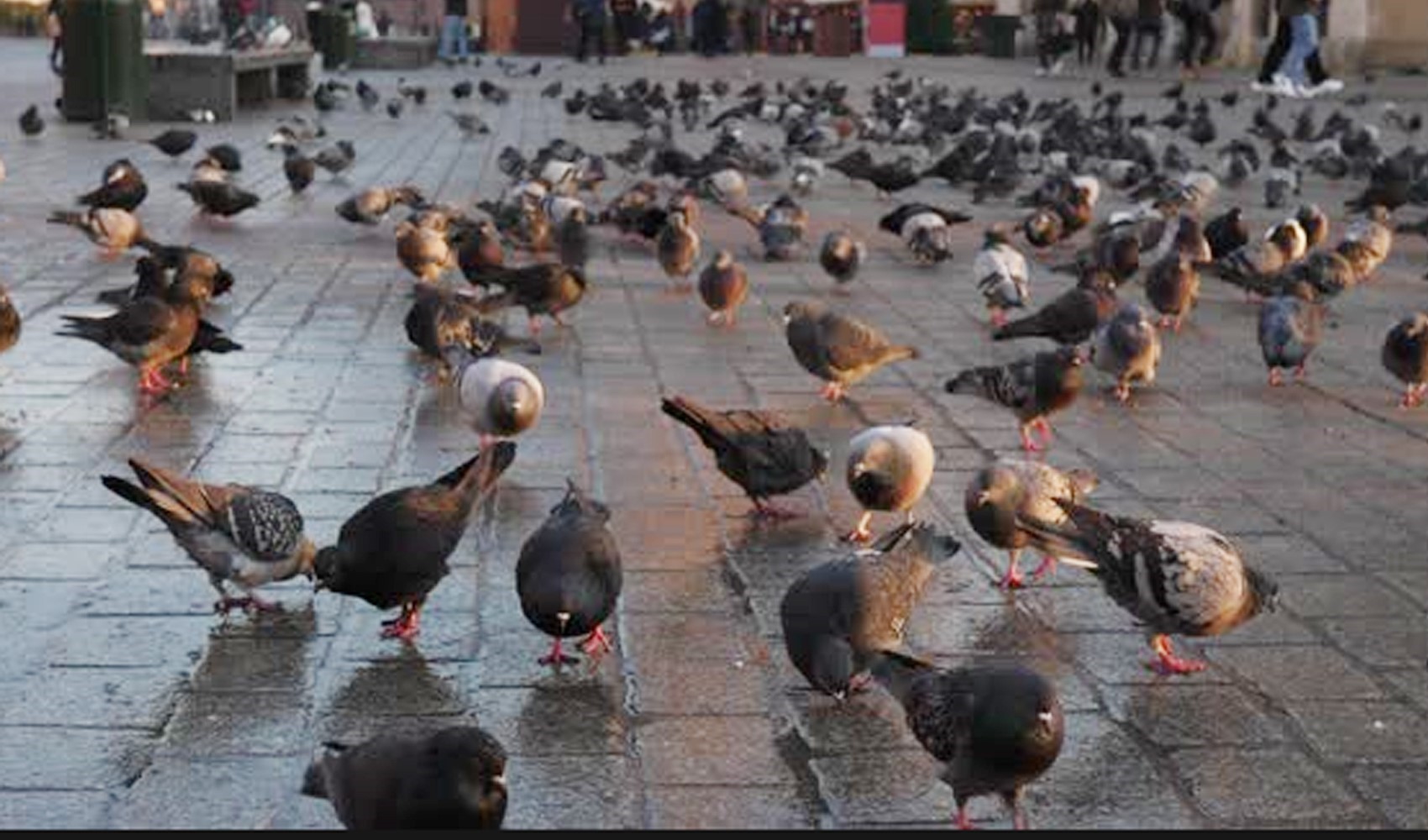 Güvercinlere 'doğum kontrolü' uygulanacak