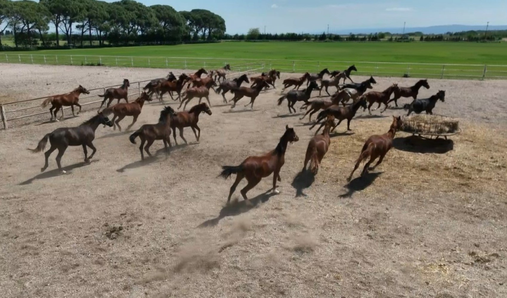 TİGEM'den 'kayıp yarış atı' iddialarına açıklama
