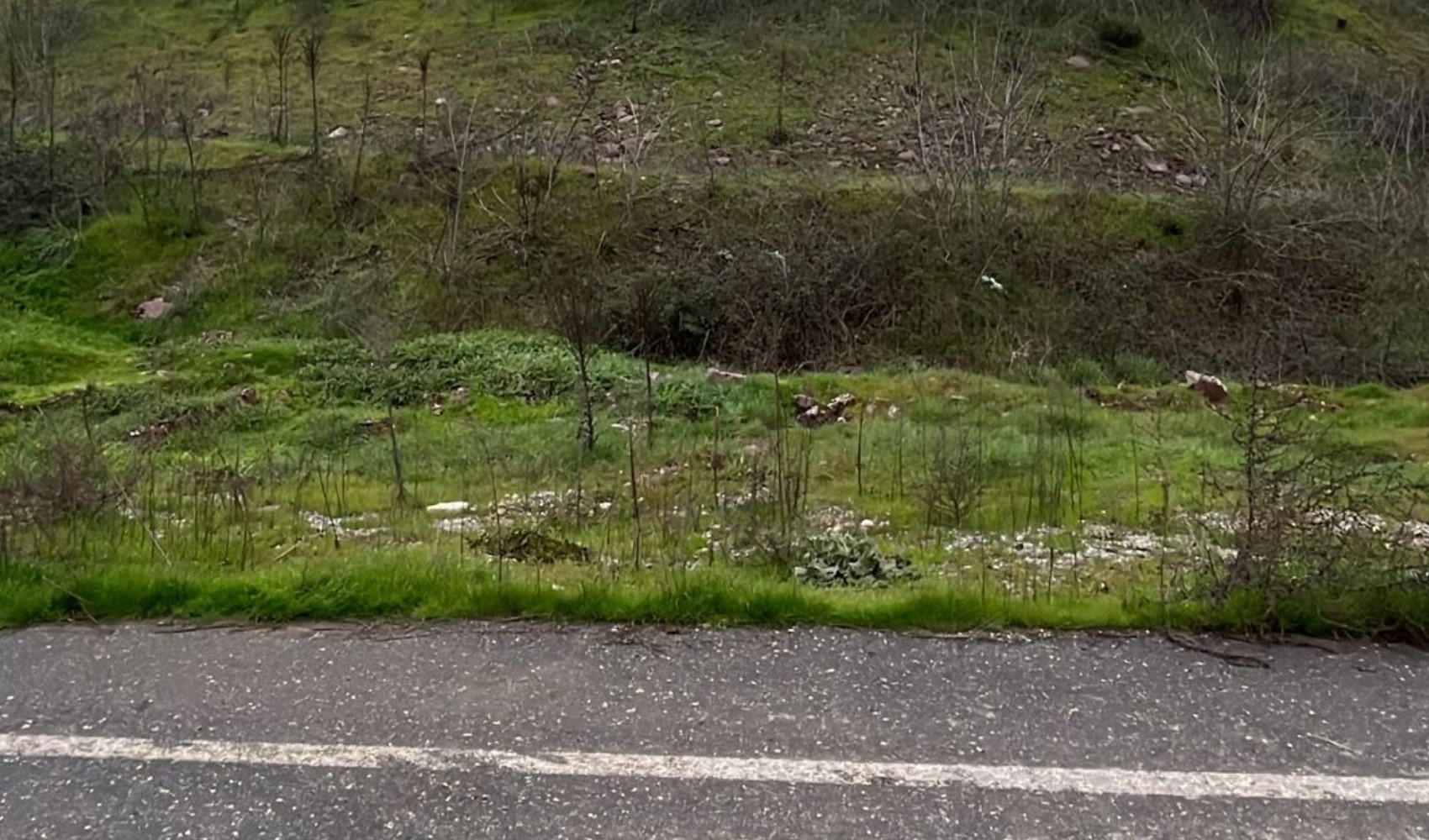 Orman içinde arıtma çamuru krizi: Sızıntı başladı