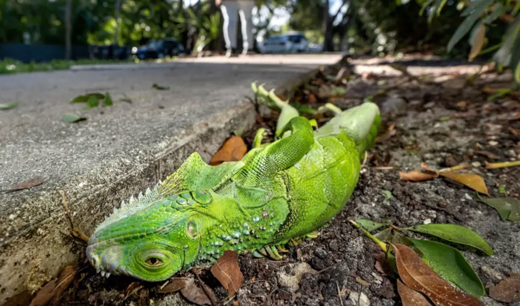 ABD'yi soğuk vurdu, gökten iguana yağdı