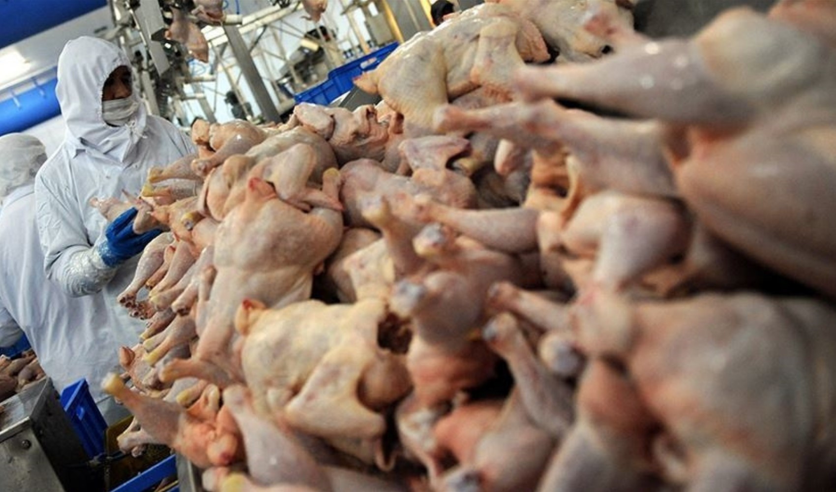 Son Dakika... Bakanlıktan yeni karar: Tavuk ihracatı durduruldu