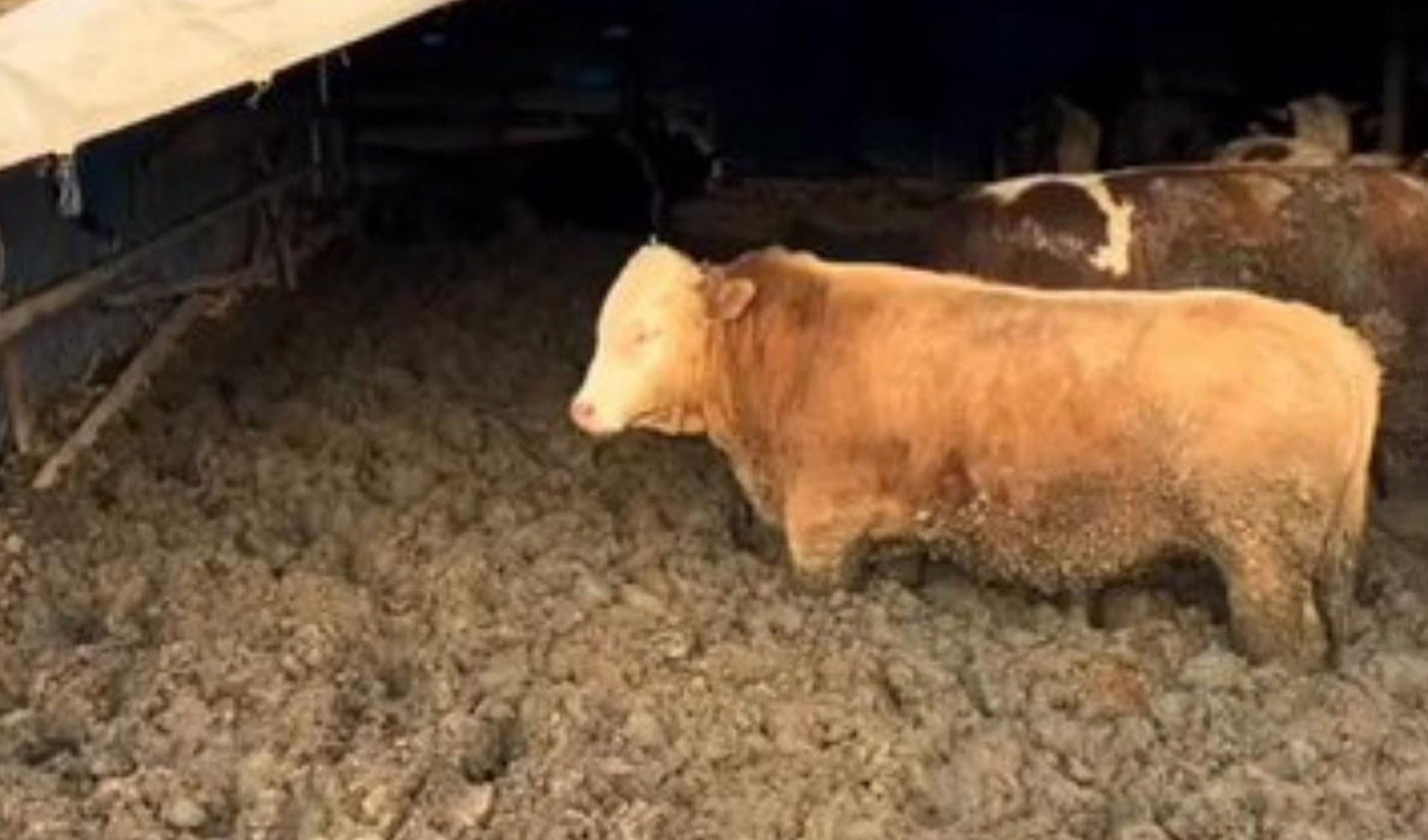 Hayvanları kilo alsınlar diye çamura saplamışlardı: Bakanlıktan Çorum’daki vicdansızlığa para cezası