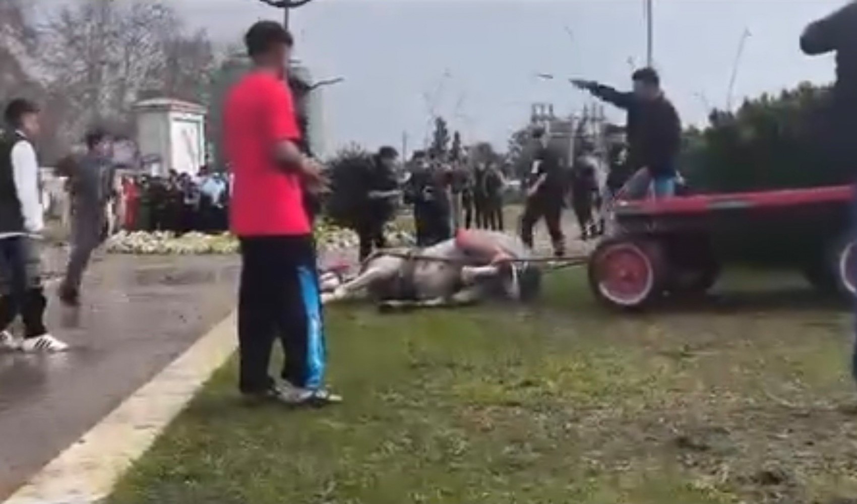 Atını sopa ve tekmeyle bayılttı