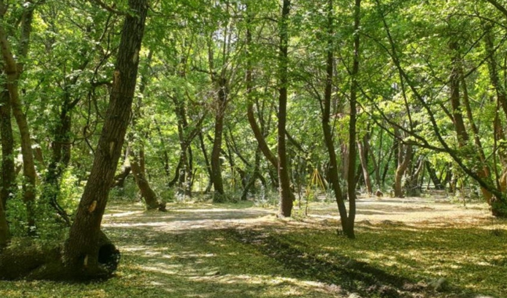 Ormanlarda yeni 'ranta açma' dönemi
