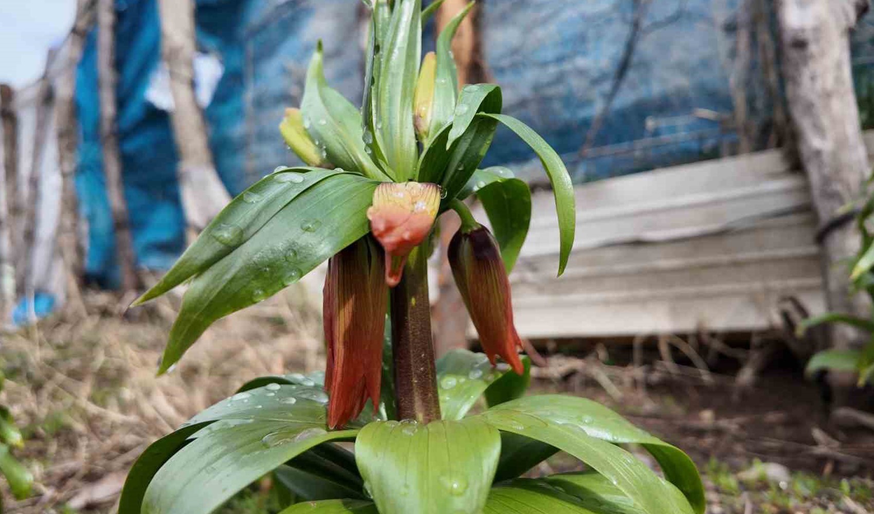Bu çiçeği koparmanın cezası 700 bin lira