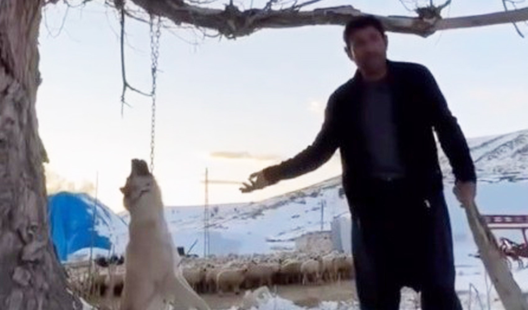 Köpeği zincirle ağaca asarak öldüren şahıs gözaltına alındı