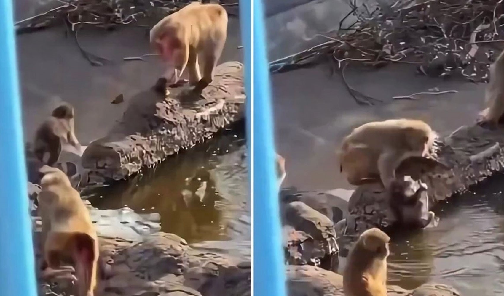 Bebek maymun Punch'ı dövüp göle attılar