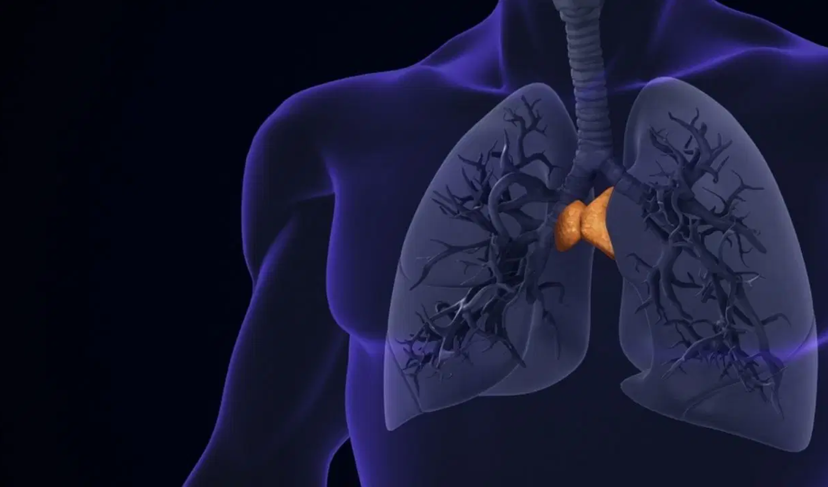 Timus bezinin işlevi yeniden keşfedildi: Sağlıklı yaşlanmanın gizli anahtarı