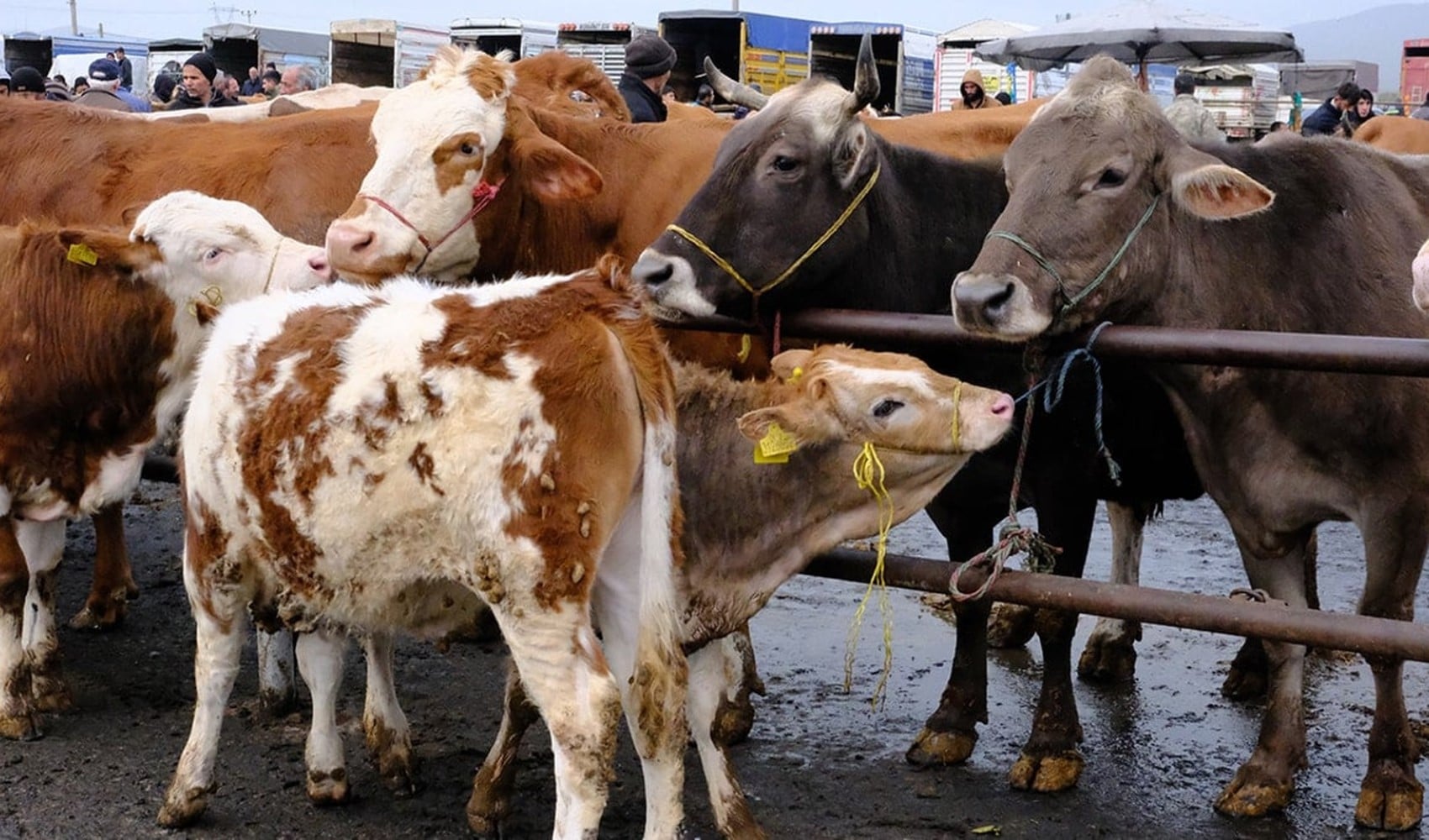Diyanet vekaletle kurban bedellerini açıkladı
