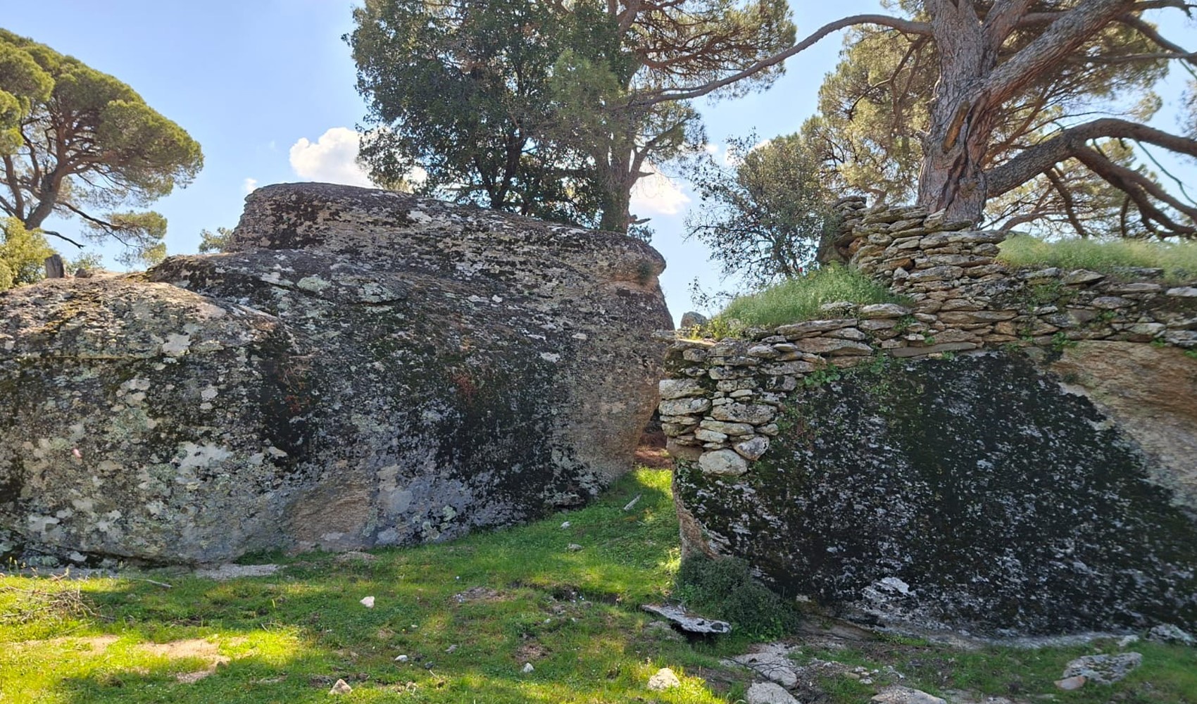 Maden ocağı için fıstık çamları kurban ediliyor