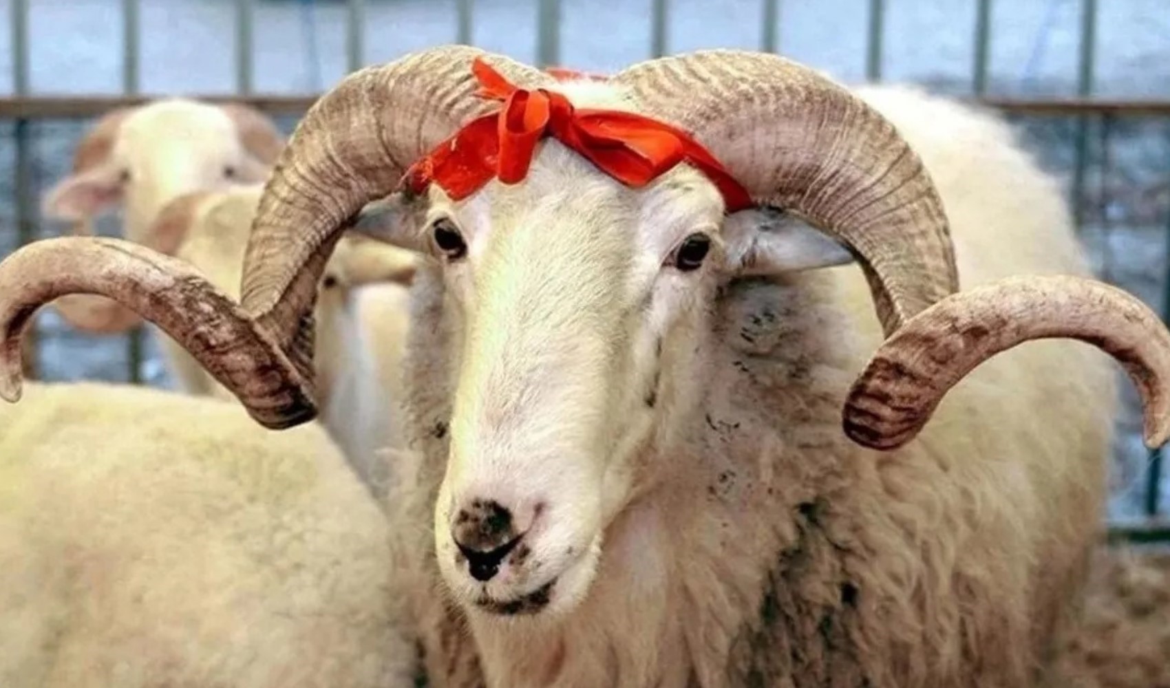 Kurban pazarları hareketlendi