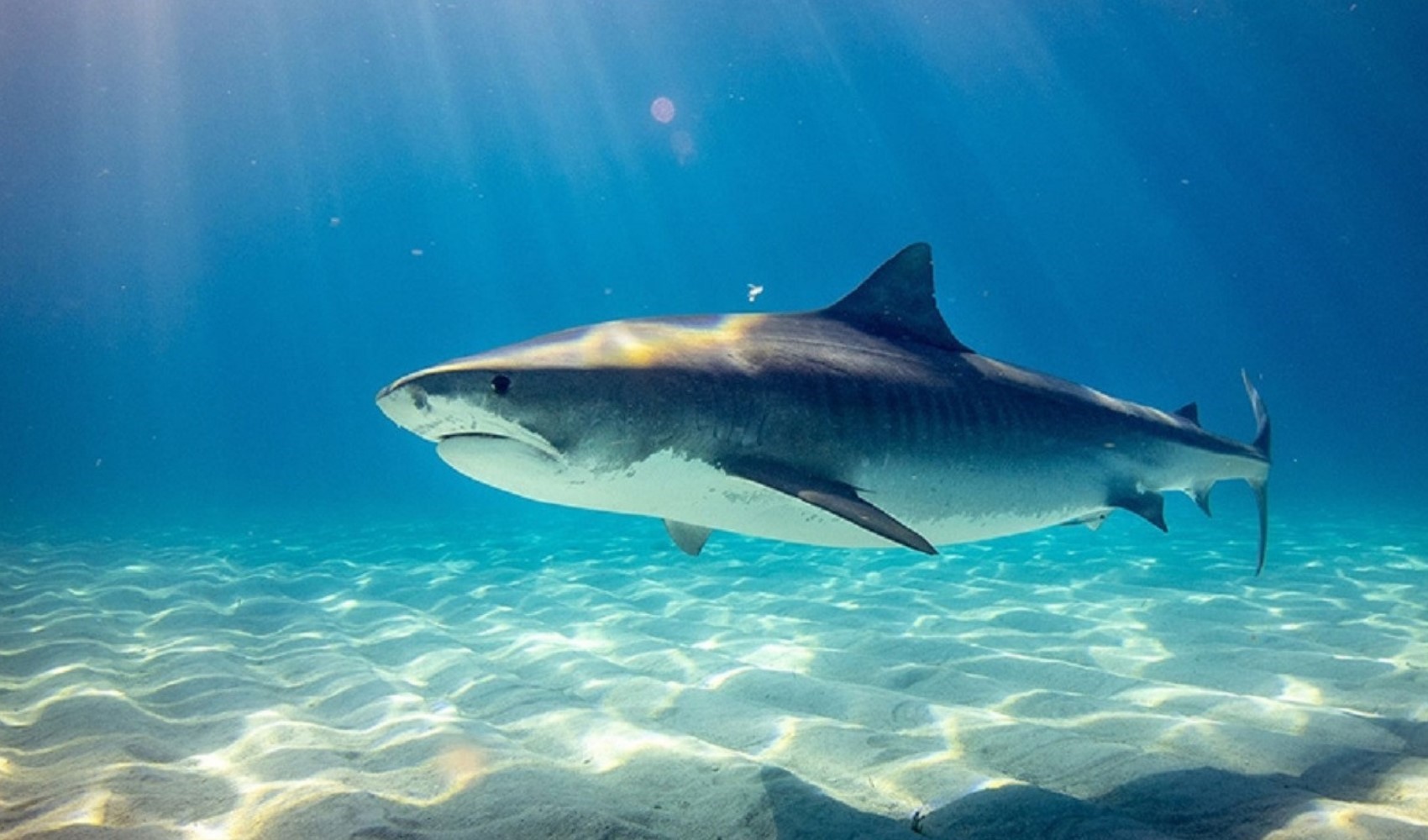 Sonunda bu da oldu: Köpek balıklarında kokain kalıntısı bulundu