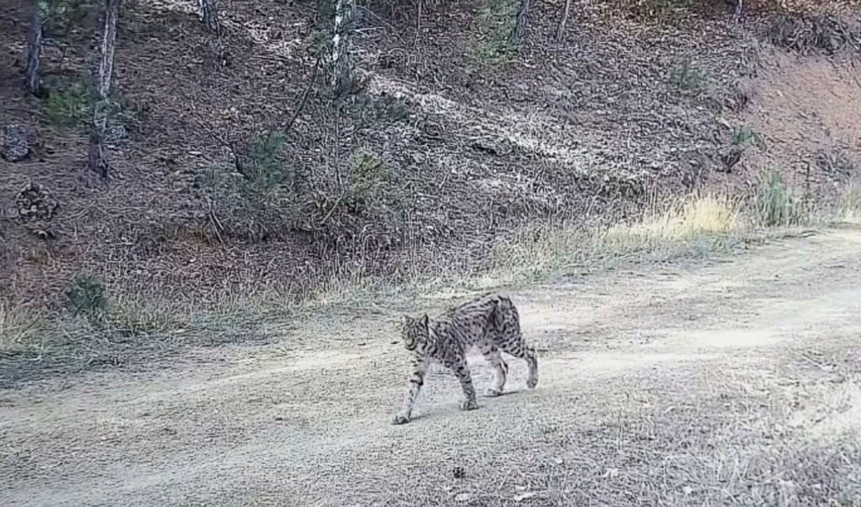 Çankırı’da 'Ormanın hayaleti' vaşak görüntülendi