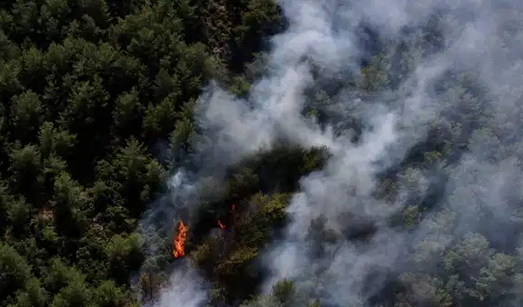 Fethiye'de ormanlık alanda yangın çıktı
