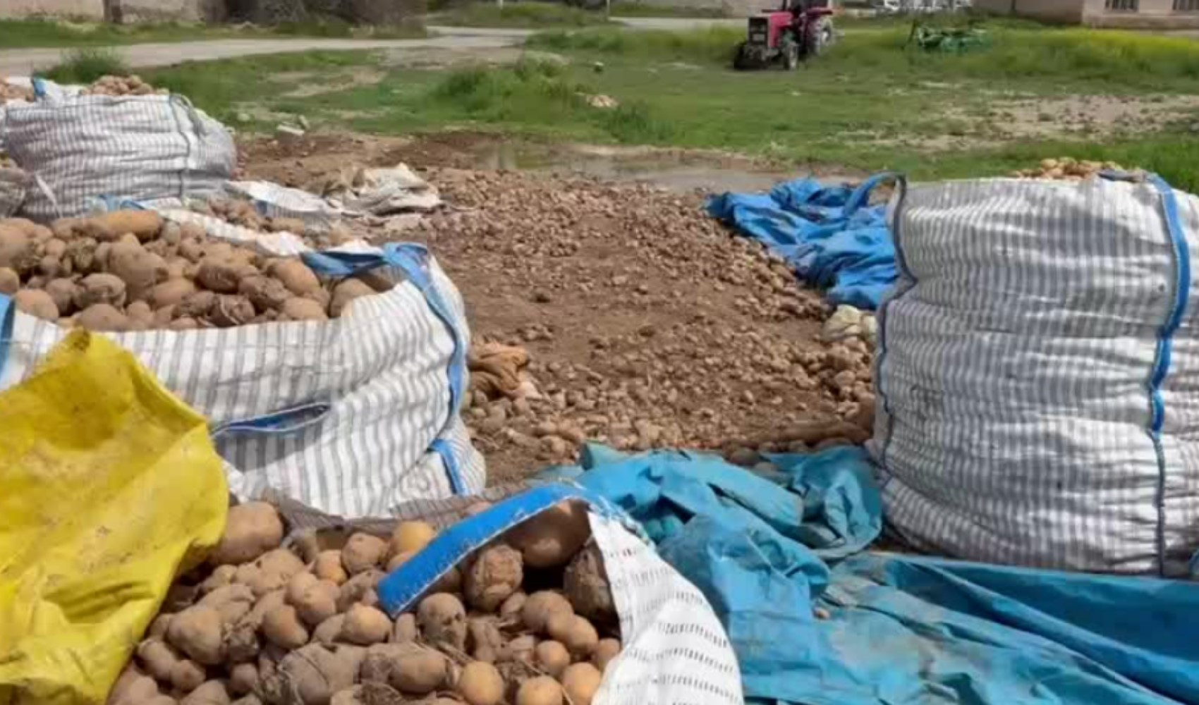 Milyonlarca ton patates çöpe gidiyor