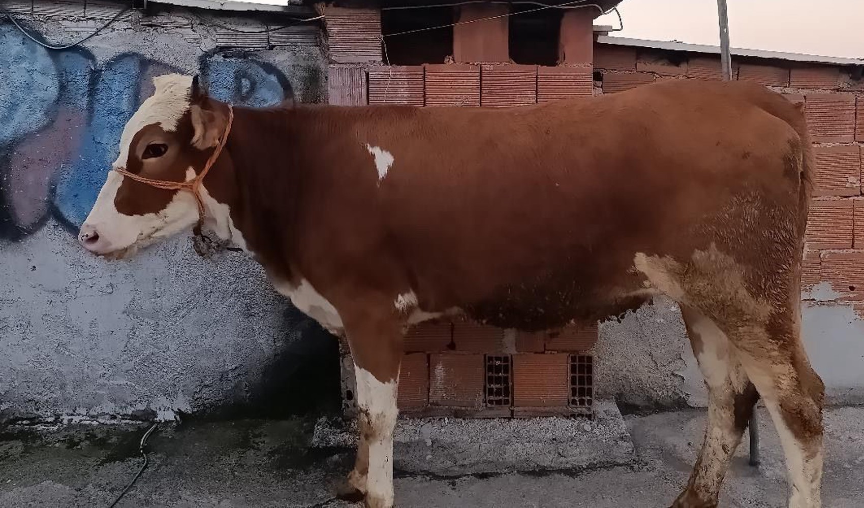 Kesmek için büyükbaş hayvanı 6'ıncı kata çıkardı