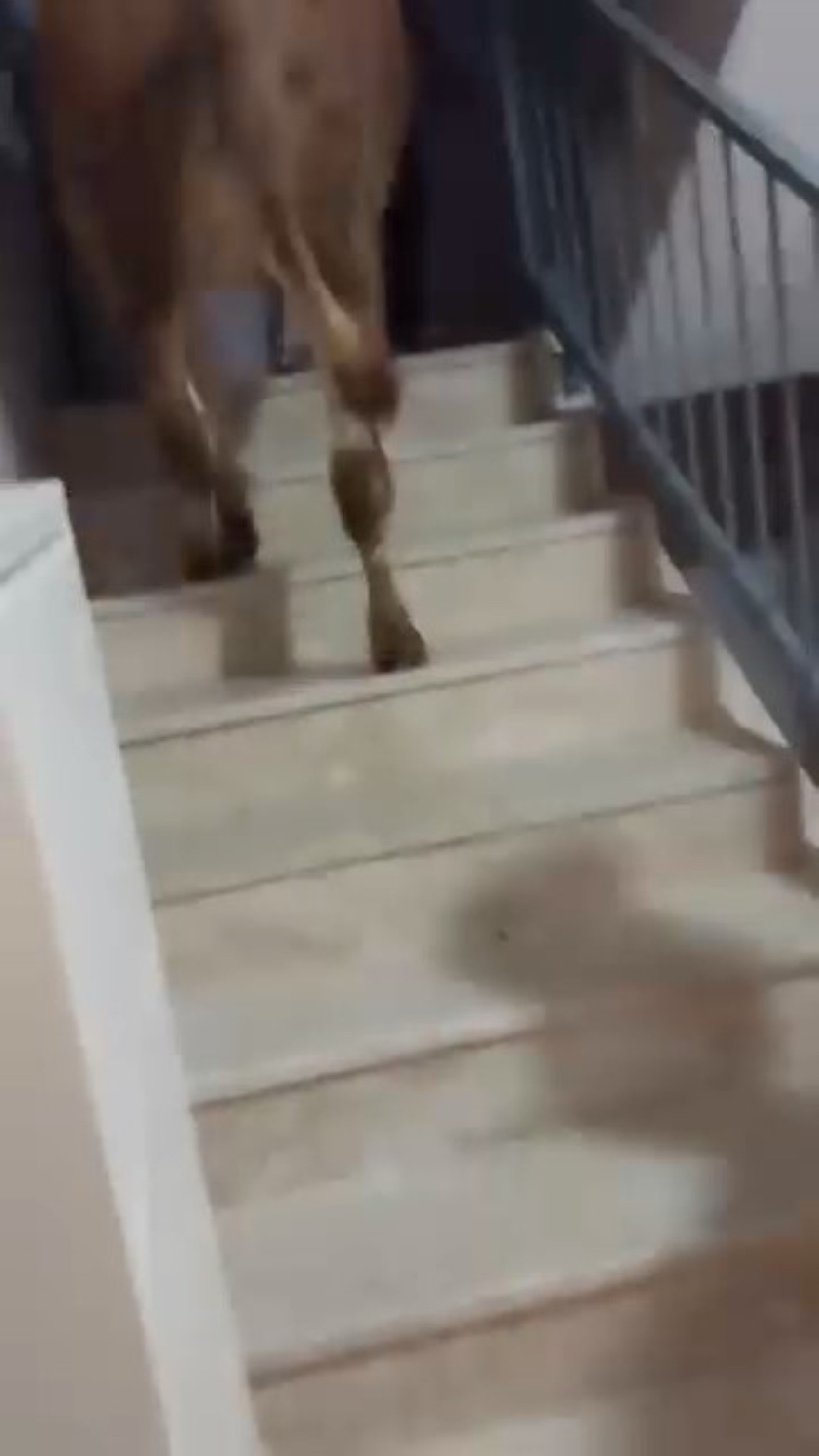 Kesmek için büyükbaş hayvanı 6'ıncı kata çıkardı