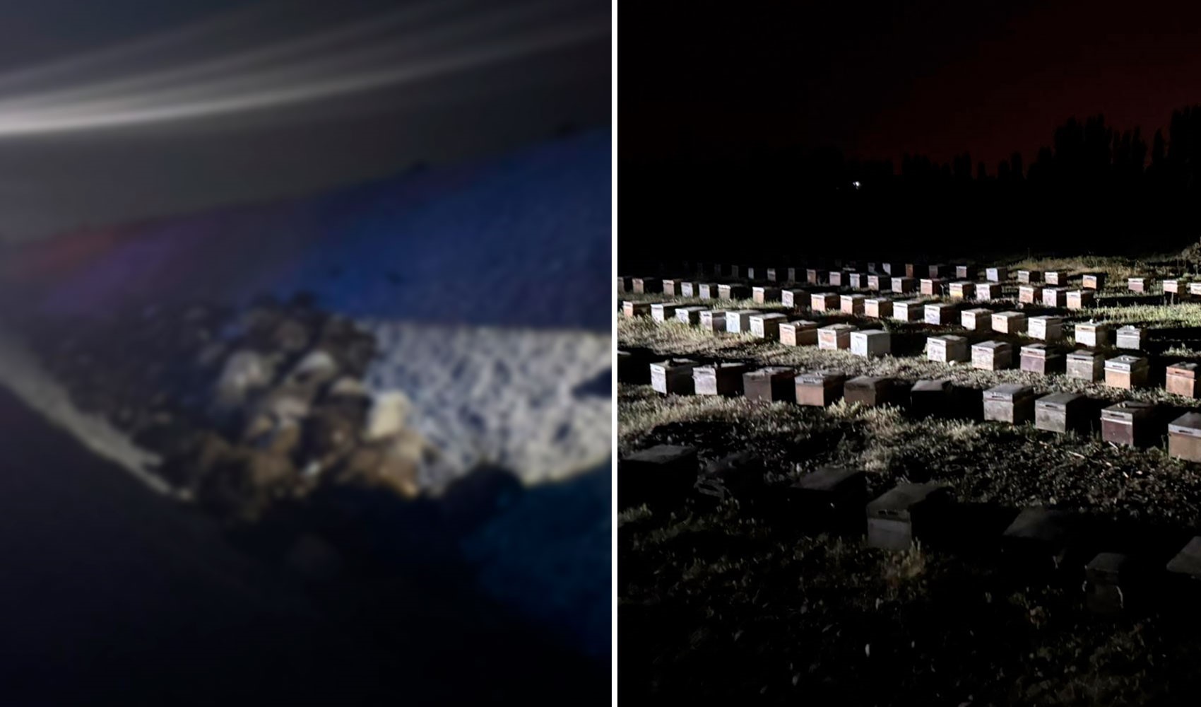 Iğdır'da facia: Arı saldırısından kaçarken sulama kanalına düşen 400 koyun öldü