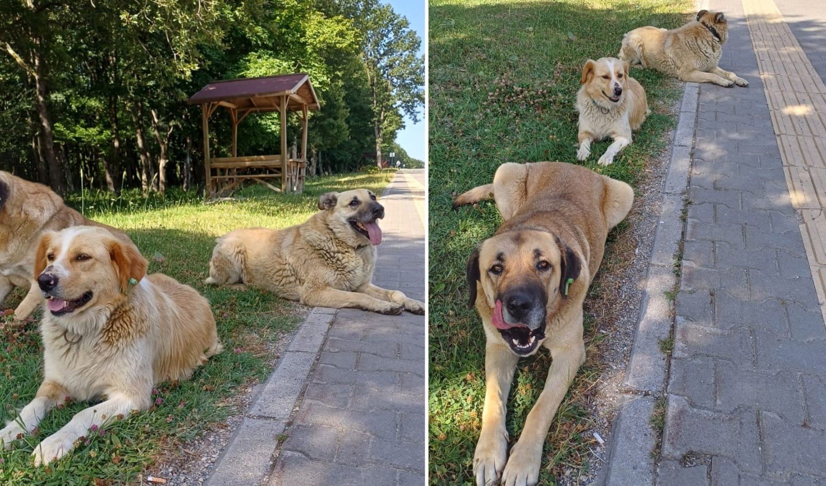 NATO Zirvesi öncesi belediyelere sokak köpekleri talimatı