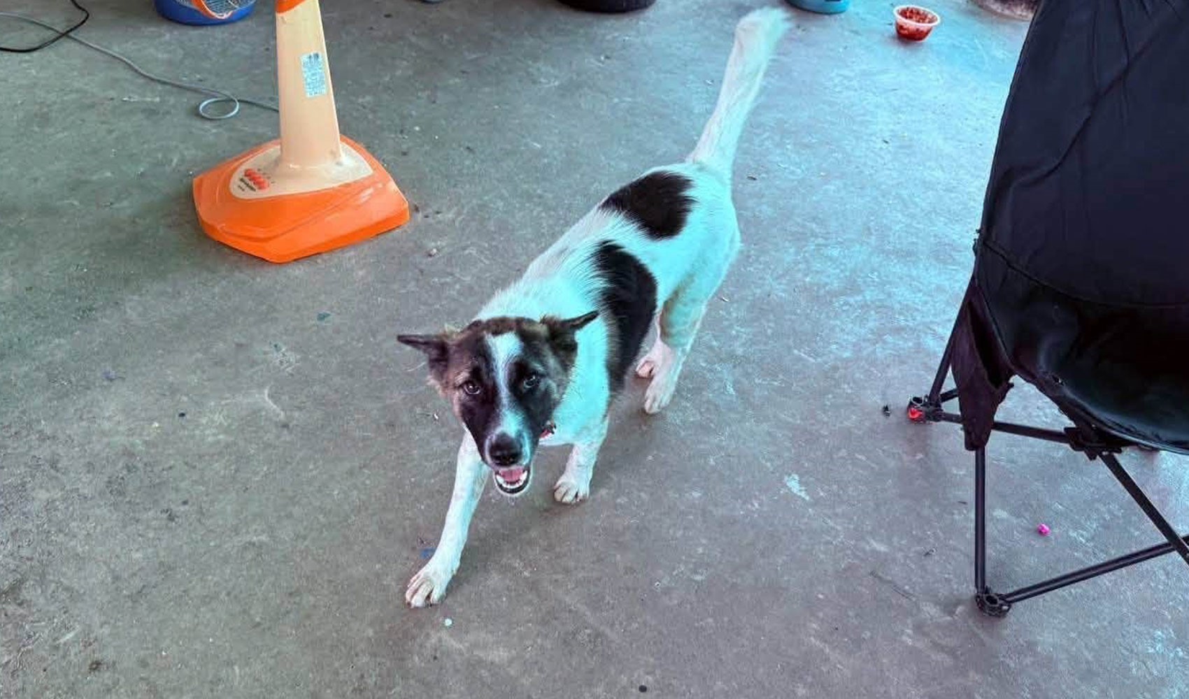 Evcil köpek, eve el bombası getirdi