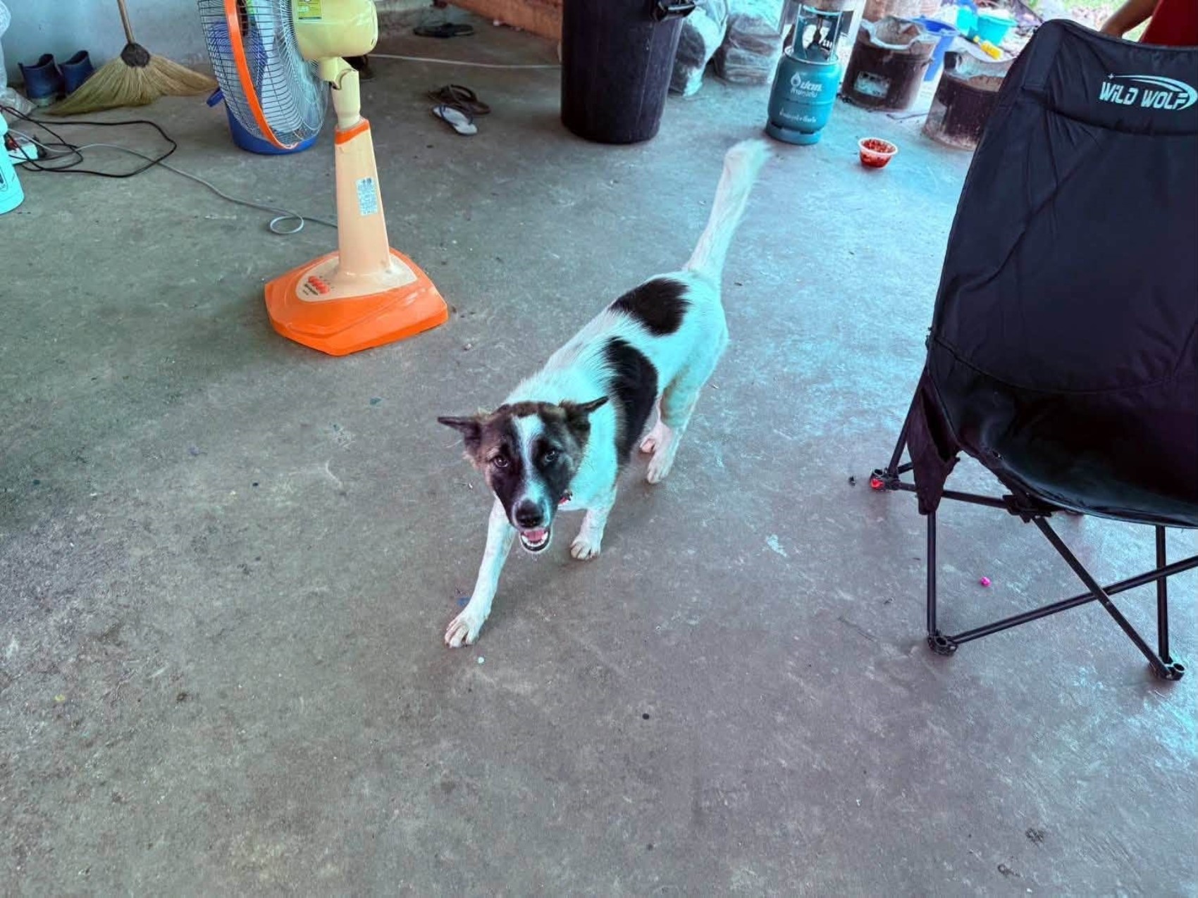 Evcil köpek, eve el bombası getirdi