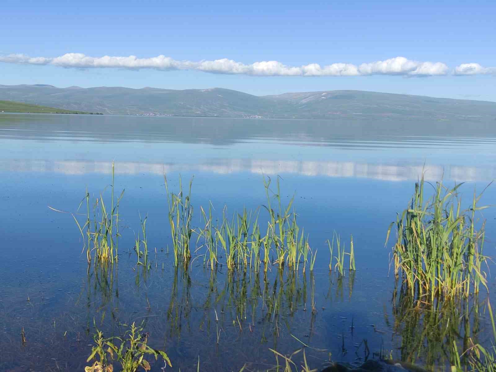 Çıldır Gölü'nde su içinde kalan sazlıklar ve dağ manzarası