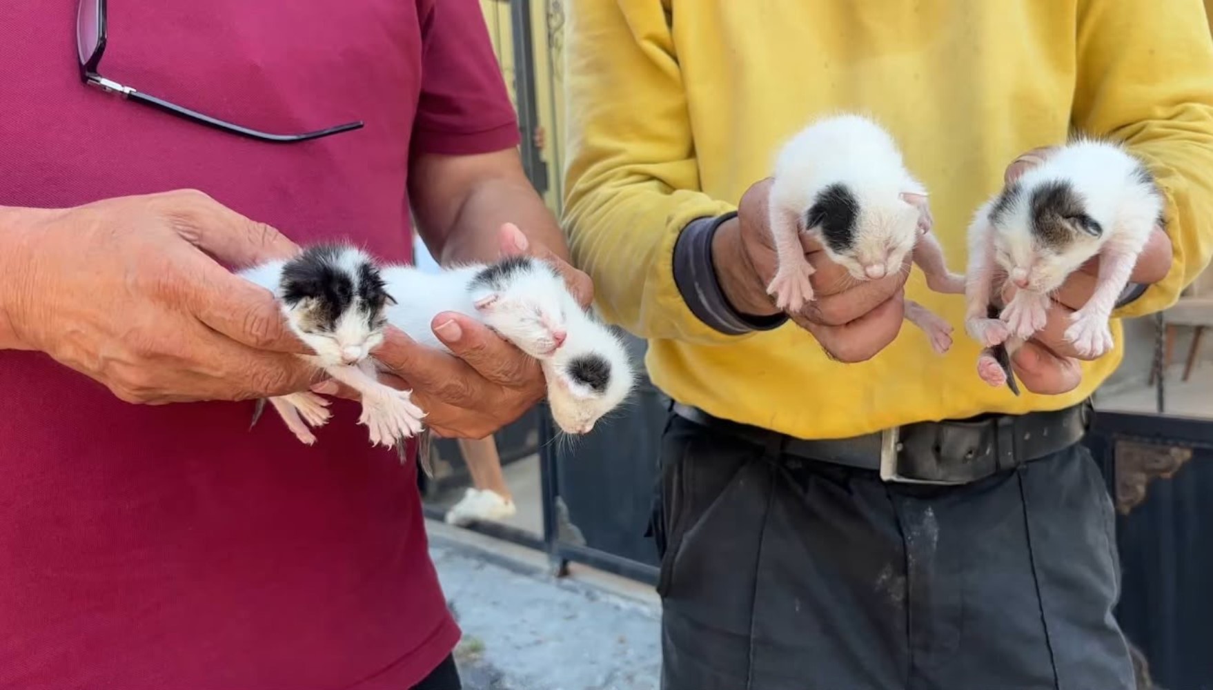 Çöpteki ağzı bağlı poşetten 5 yavru kedi çıktı