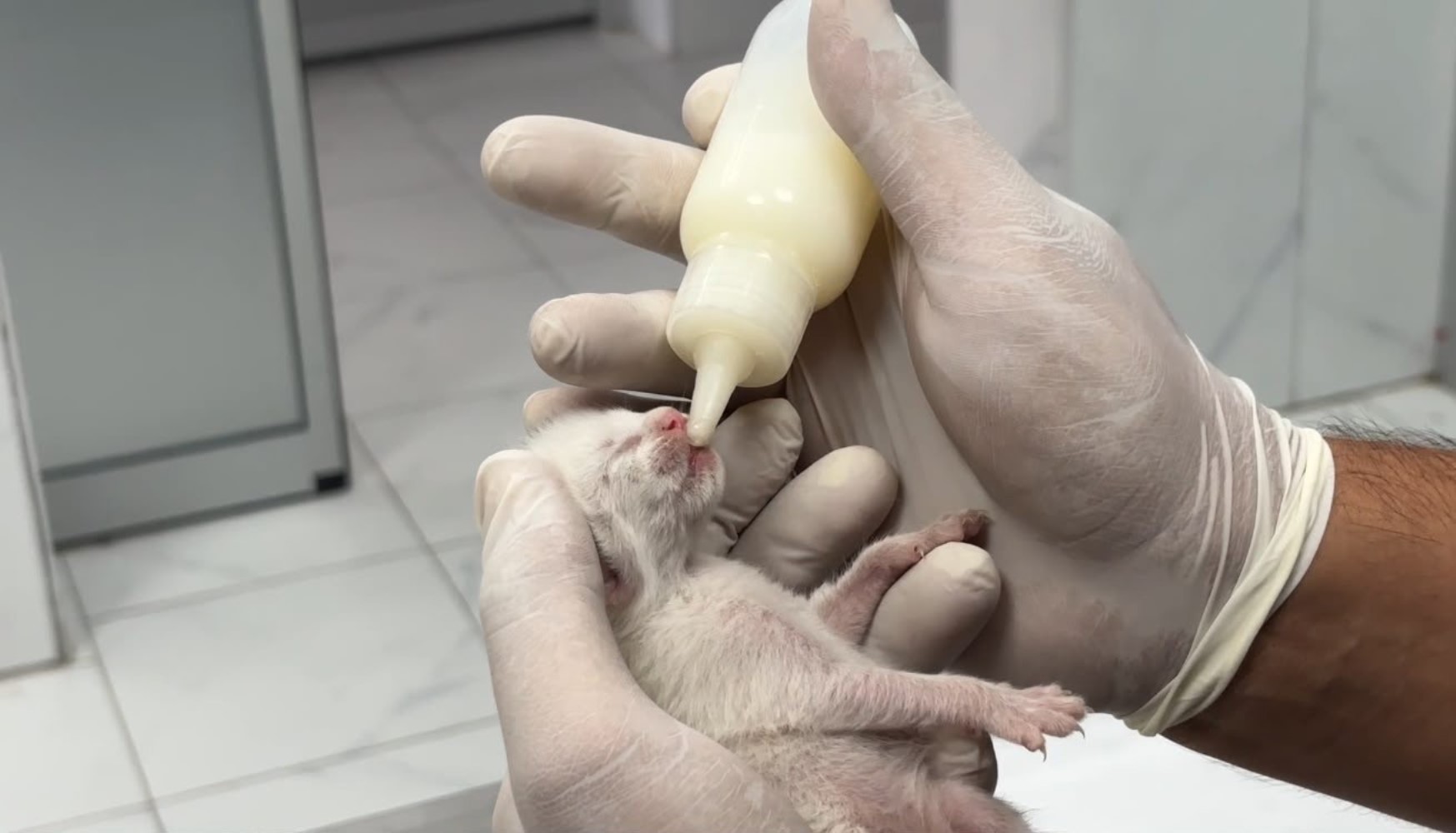 Çöpteki ağzı bağlı poşetten 5 yavru kedi çıktı