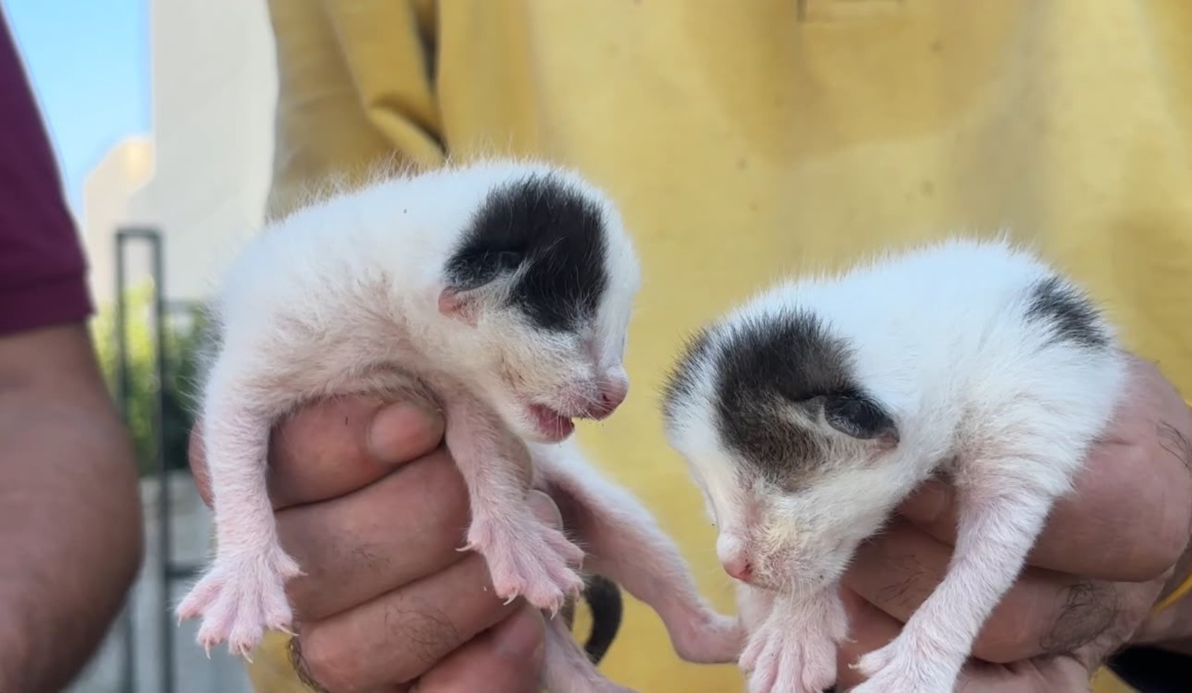 Çöpteki ağzı bağlı poşetten 5 yavru kedi çıktı