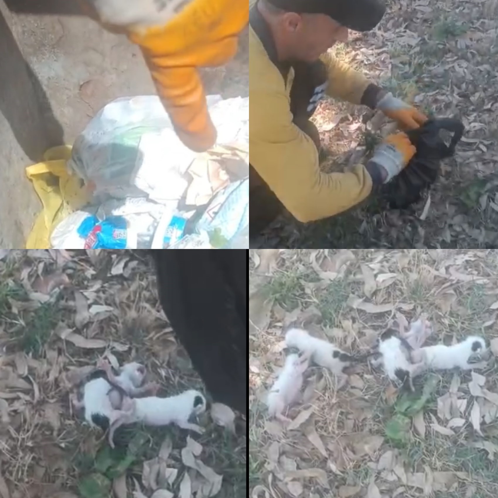 Çöpteki ağzı bağlı poşetten 5 yavru kedi çıktı