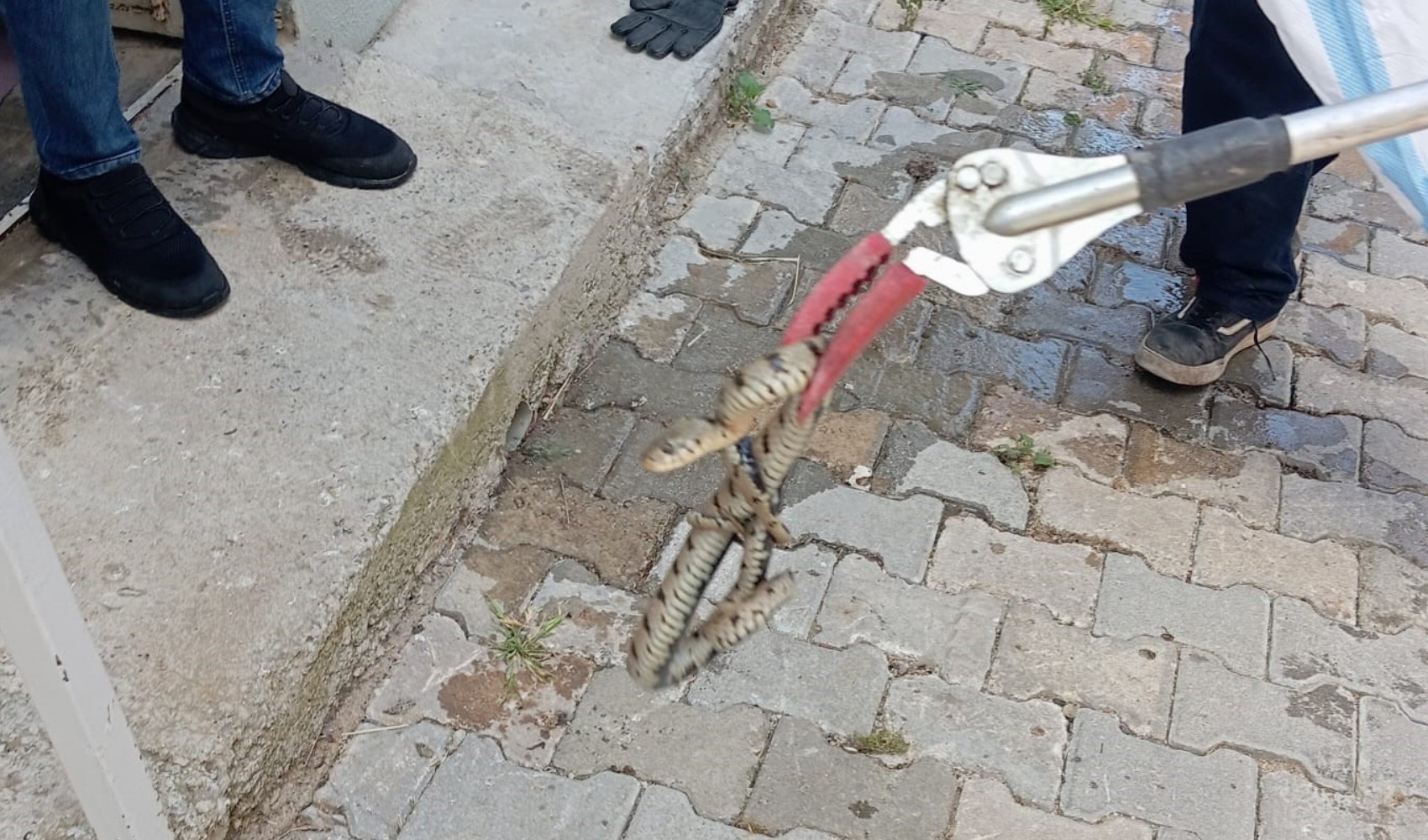 Un serpent s'introduit dans une maison et sème la panique