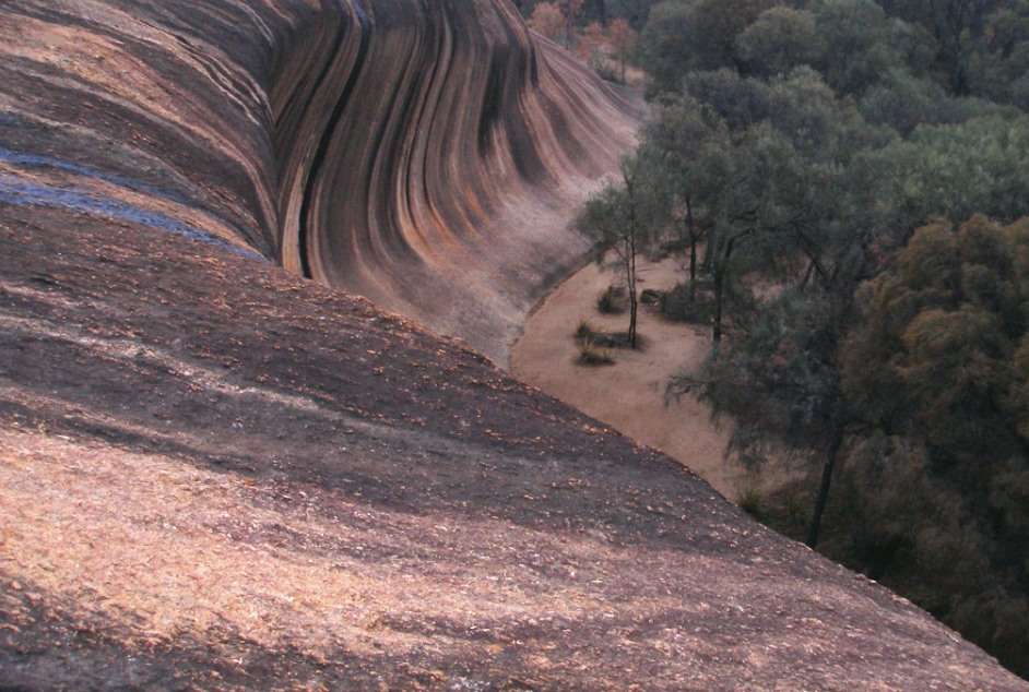 Wave Rock’ın üst bölümünden görülen kıvrımlı kaya yüzeyi ve çevresindeki ağaçlık alan.