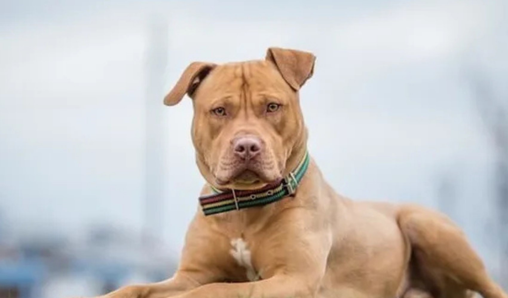 Almanya'da pitbull saldırısına uğrayan 4 yaşındaki çocuk yaşamını yitirdi