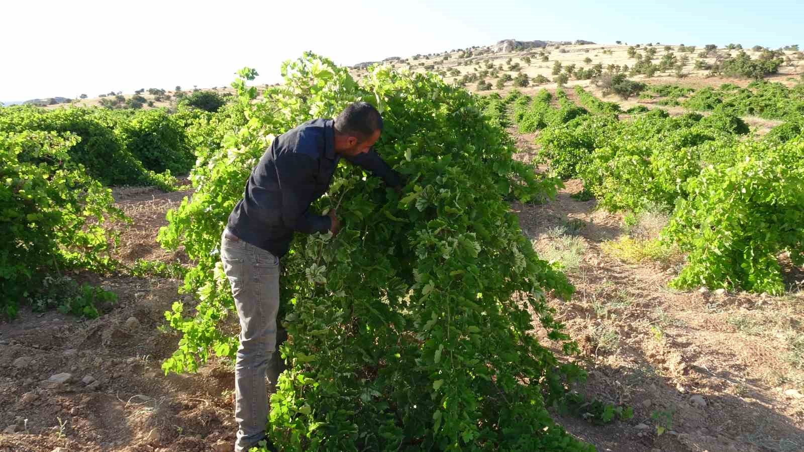 Malatya Akçadağ’da bir üreticinin bağda üzüm asmalarını kontrol ettiği an.