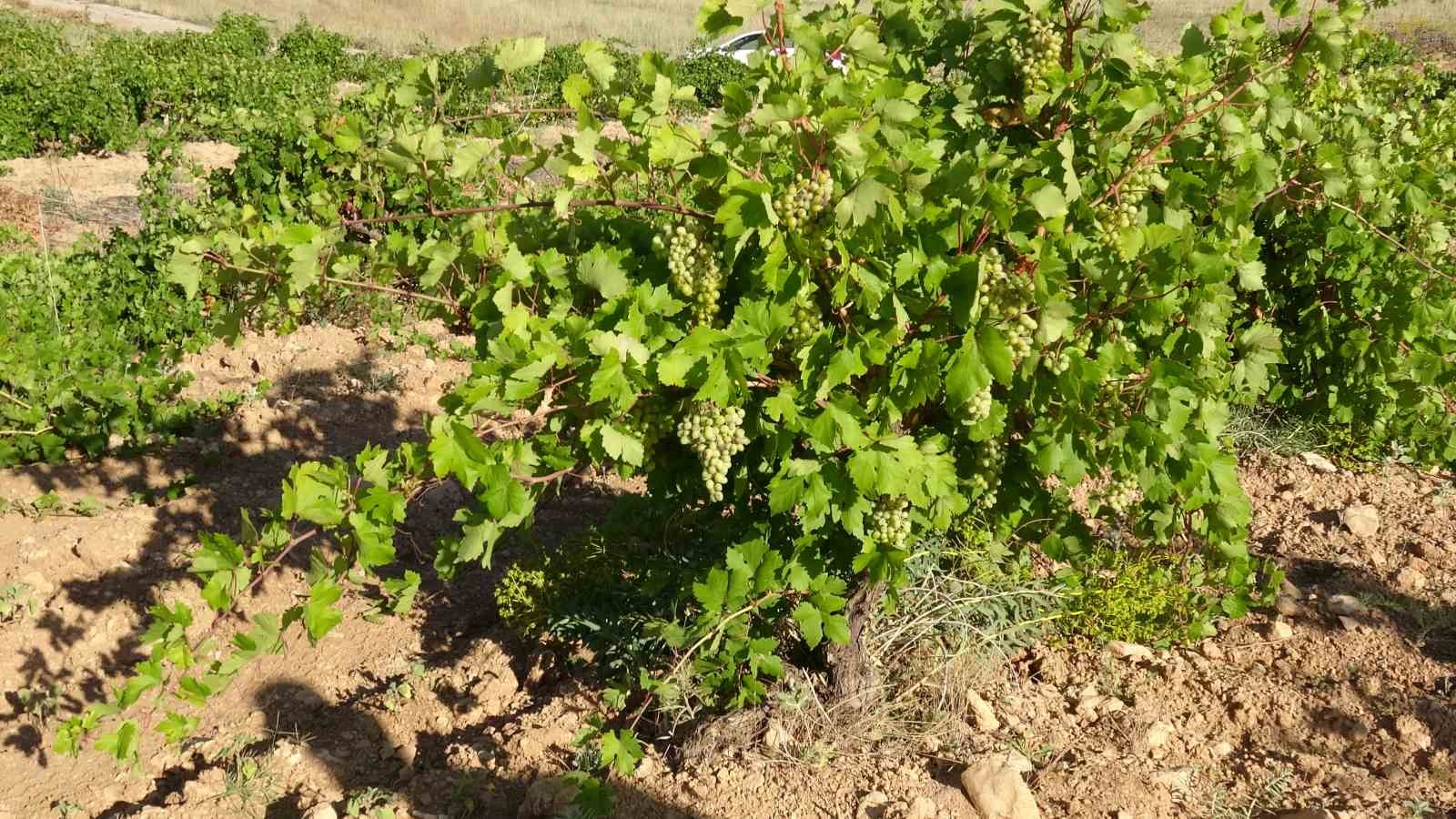Akçadağ’da üzüm asmalarının bulunduğu bağ alanı.