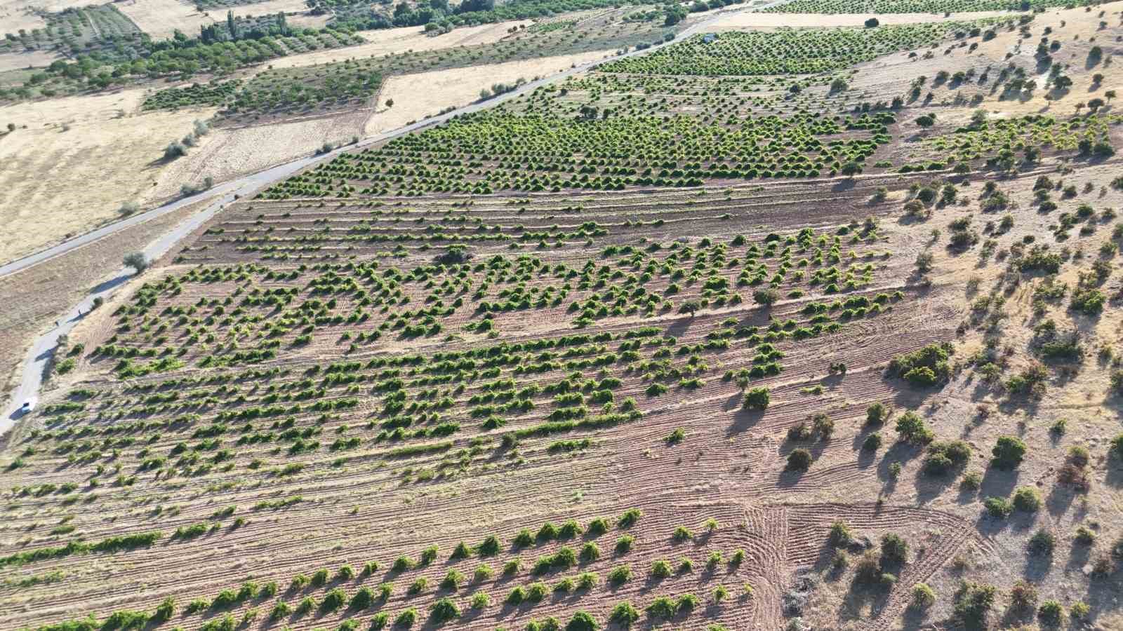Malatya Akçadağ’daki bağ alanlarının havadan görünümü.
