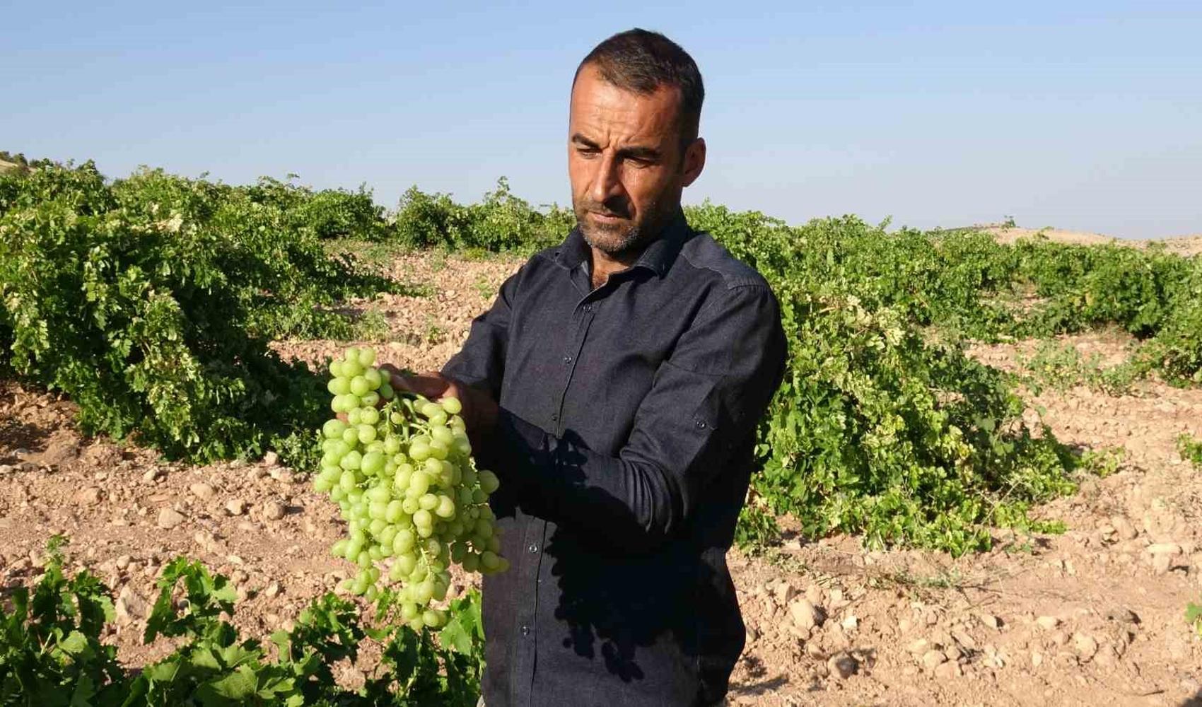 Malatya’da unutulmaya yüz tutan Tahannebi üzümü yeniden üretime kazandırılıyor