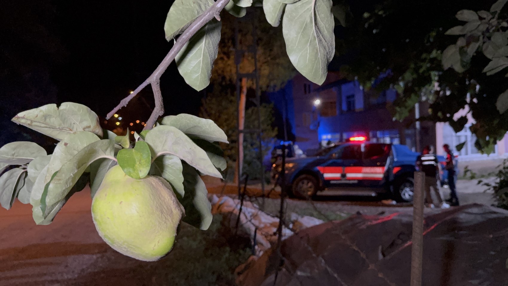 Ağacın dalını kestiği için amcasını öldürdü