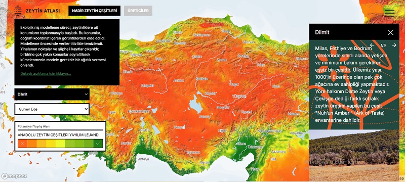 Türkiye haritası üzerinde nadir zeytin çeşitlerinin potansiyel yayılış alanlarını gösteren Zeytin Atlası ekran görüntüsü.