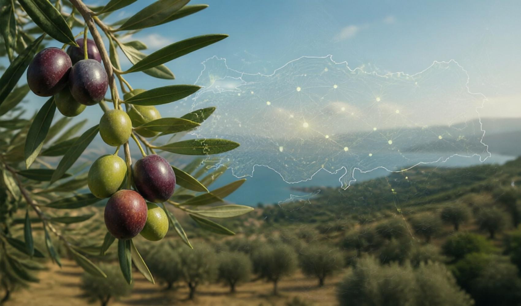 Anadolu’nun iklime dirençli zeytin mirası için dijital ‘Zeytin Atlası’ kullanıma açıldı