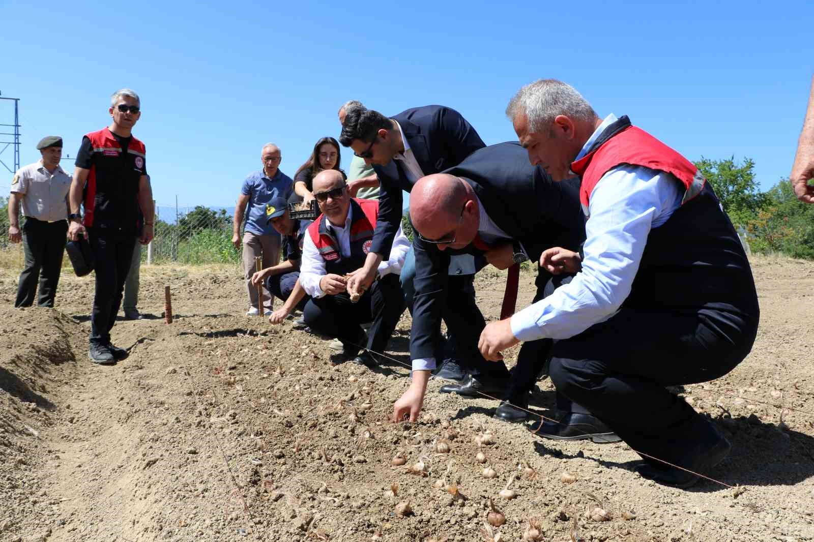 Safranbolu’da protokol üyeleri tarlada safran soğanı dikimi yapıyor.