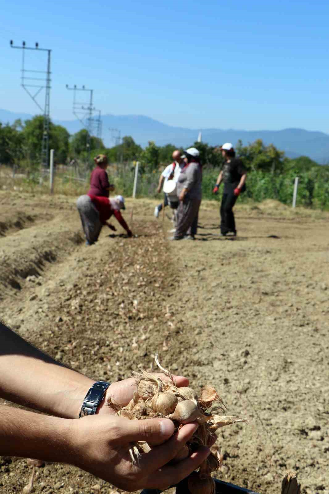 Bir kişinin elinde tuttuğu safran soğanları ve arka planda dikim yapılan tarla görülüyor.