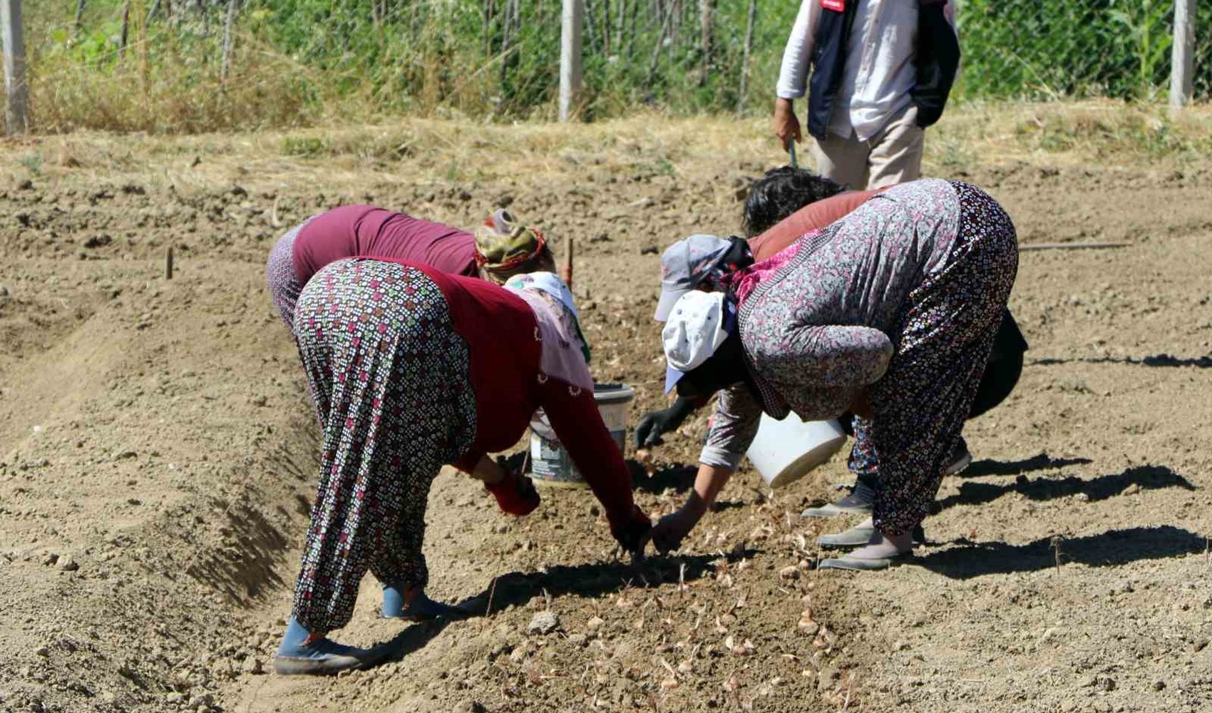 Safranbolu’da safran dikimi başladı