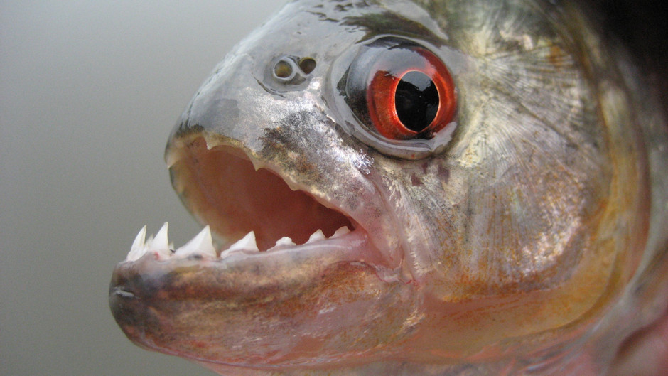 A close-up view of a piranha showing its sharp teeth.