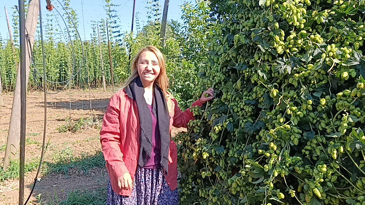 Zekiye Tekin’in Pazaryeri’nde şerbetçiotu tarlasında çekilen fotoğrafı.