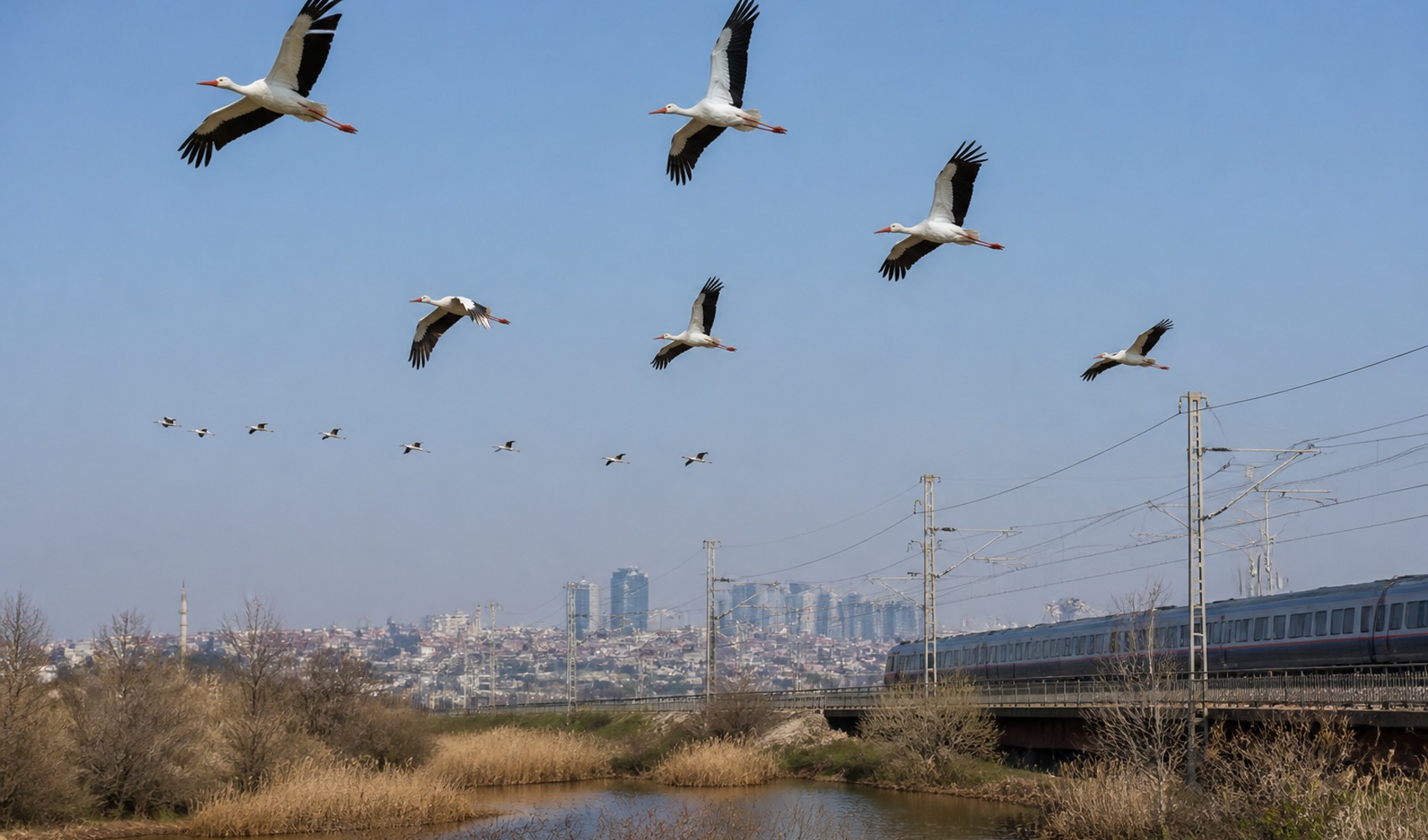Stork deaths on migration route in Istanbul: Over 100 birds electrocuted in one week