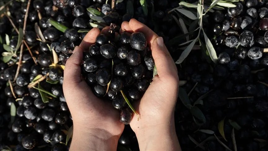 Immagine di mani che tengono olive tra un ramo d'ulivo e olive nere.